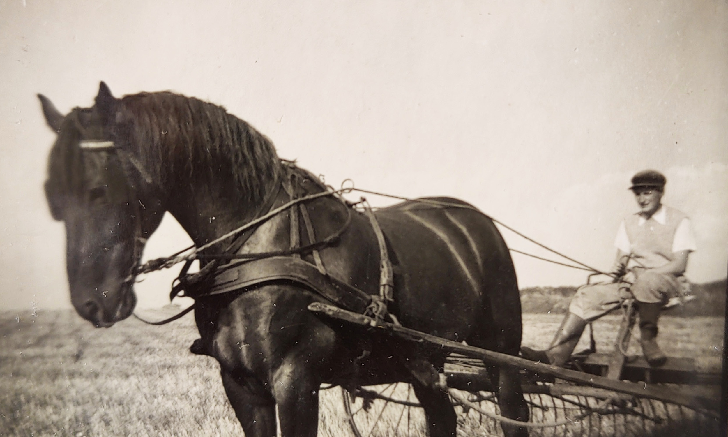 Doris Pollas yngre på pløje med hest spændt for